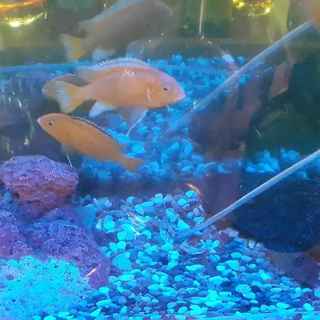 Kerme Ottoman فندق اكياكا